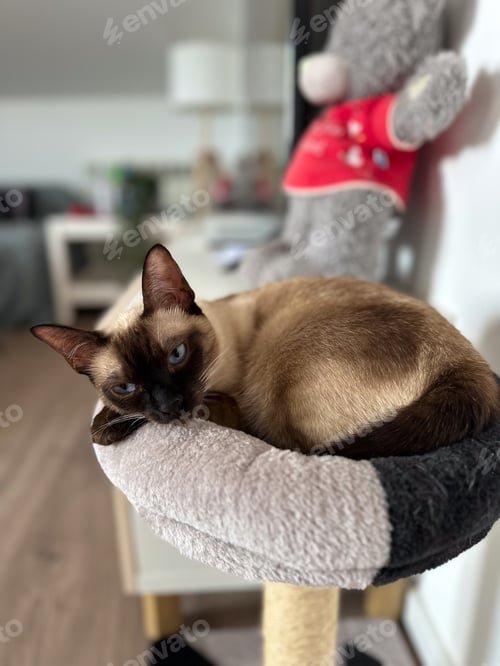 Preview: Graceful siamese cat relaxing on a plush pet perch. Tranquility of a pet's leisure time in warmth of