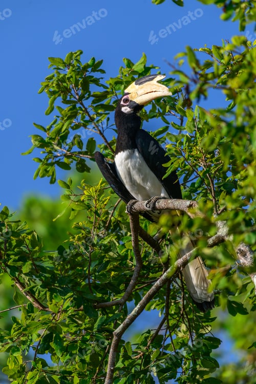 Preview: A Malabar pied hornbill perches on a tree branch close up against green foliage
