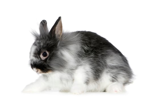 Preview: Rabbit