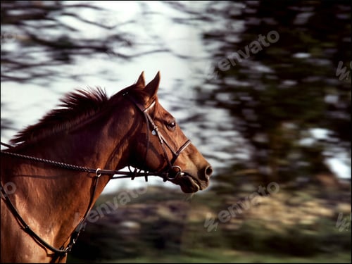 Preview: Selective closeup shot of a brown horse with a tack on the blurry background of trees