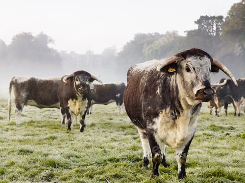 Preview: Longhorn cattle in a field on a misty morning.