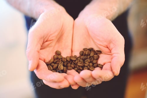 Preview: Man holding coffee beans in his cupped hands