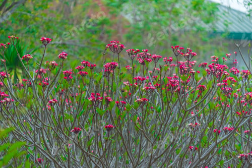 Preview: colorful flower on tropical tree in Thailand, natural scene in Asia