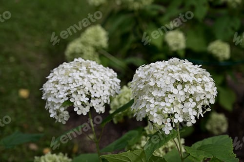 Preview: Beautiful hydrangea with blooming white flowers growing in garden, space for text