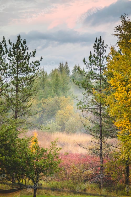 Preview: Beautiful autumn forest