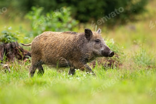 Preview: Young wild boar walking on a glade with green grass in summer forest