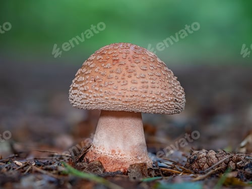 Preview: Young Amanita rubescens mushroom