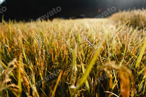 Preview: Aerial view of golden rice terrace field in morning