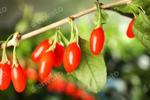 Preview: Branch with ripe fresh goji berries in garden