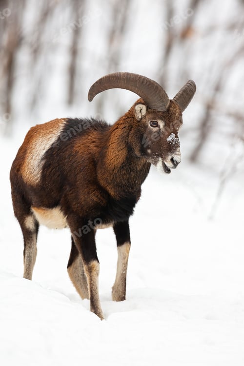 Preview: Male mouflon walking and chewing in winter forest covered in snow