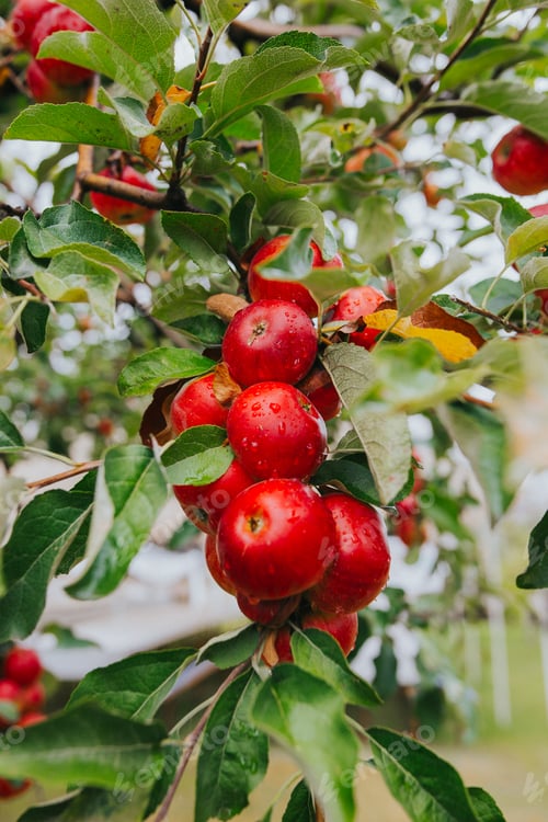 Preview: Vertical closeup of the fresh ripe apples on the tree.