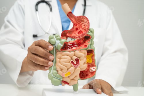Preview: Digestive system with stomach and intestine, Asian doctor holding human model.