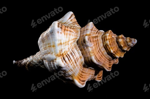 Preview: Pleuroploca trapezium or trapezium horse conch shell