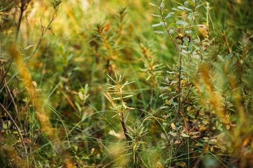 Preview: Rhododendron tomentosum, ledum palustre, Marsh Labrador Tea, Northern Labrador Tea or Wild Rosemary