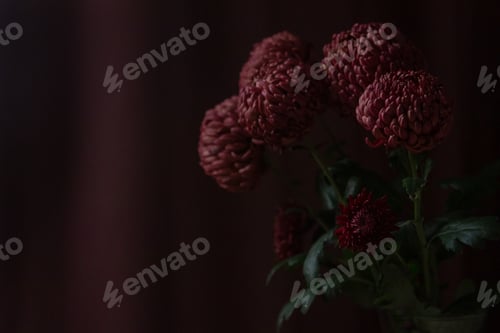 Preview: Dark Burgundy Chrysanthemum Dahlias Flowers