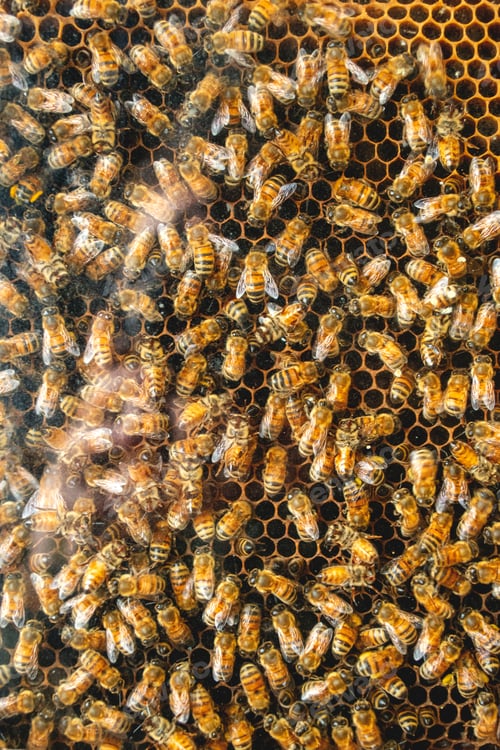 Preview: Honeybees in a special housing
