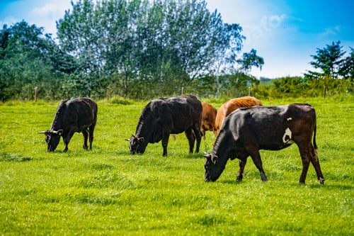 Vorschau: Kühe auf Ackerland. Kuhherde auf sommerlicher grüner Wiese