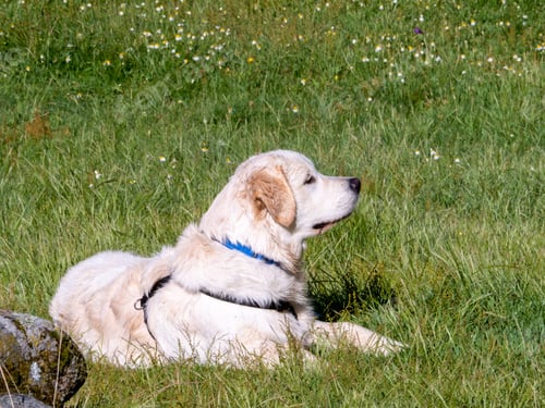Preview: Dog lying down on grassy field