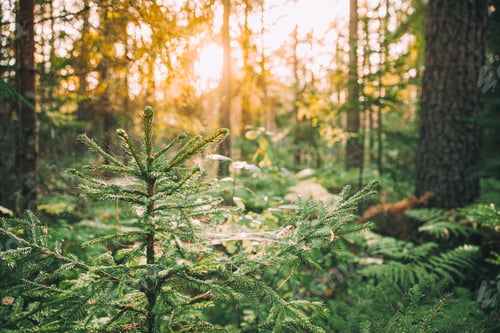 Preview: Spiders Web Hanging On Young Green Fir Tree In Forest During Sunny Summer Evening