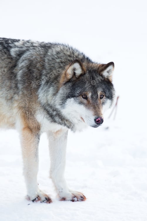 Preview: Wolf stands in the snow