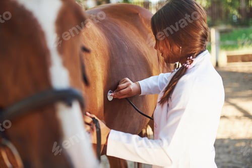 Preview: Using stethoscope. Female vet examining horse outdoors at the farm at daytime