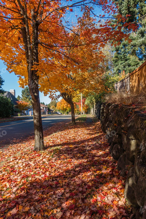 Preview: A View Of A Street In Burien, Washington With Autumn Leaves.