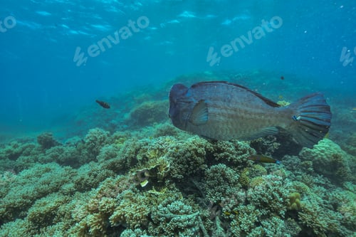 Preview: bumphead parrotfish spotted in moore reef in the great barrier reef