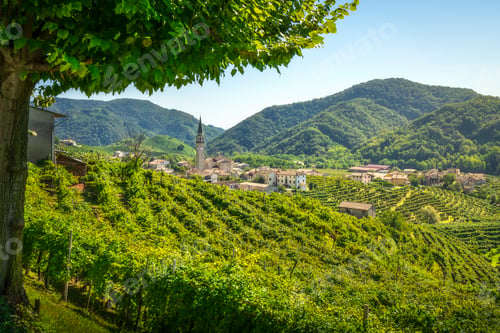 Preview: Prosecco Hills, vineyards, a tree and Guia village. Valdobbiadene, Veneto, Italy