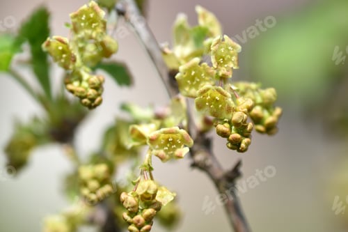 Preview: Flowers of red currant, Ribes rubrum, selective focus