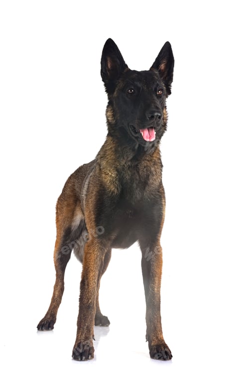 Preview: young malinois in studio