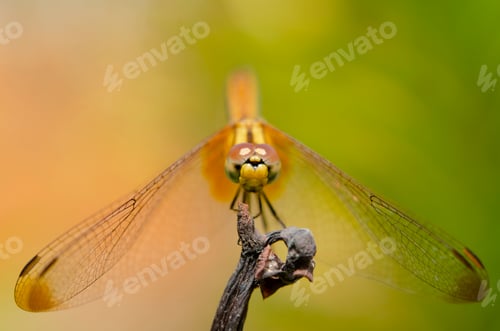 Preview: A yellow dragonfly perched on a dried twig