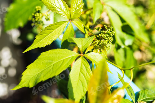 Preview: Green leaves of wild grapes in the garden, nature background, selective focus