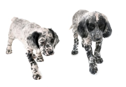 Preview: puppy english setter