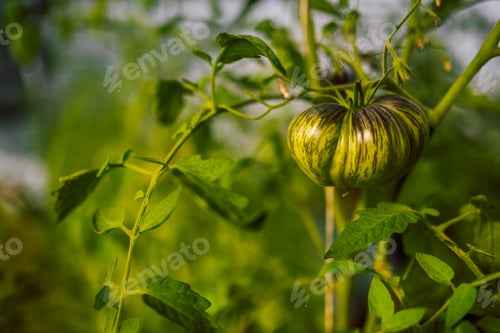 Preview: Different types of tomatoes. Harvest of tomato varieties