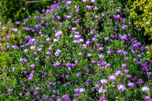 Preview: Fields Flowers Petals Leaves Dam Lake Ponds Kenya Landscapes Plants Vegetations