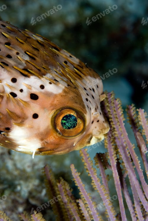 Preview: Close-up of balloon fish.