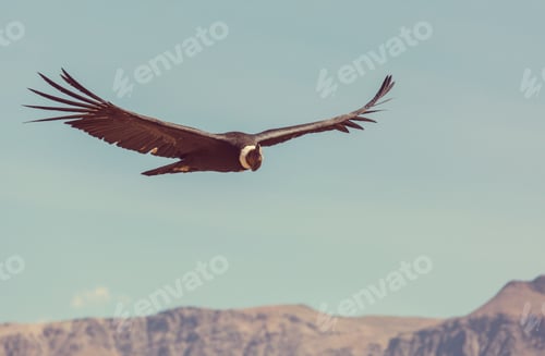 Preview: Condor