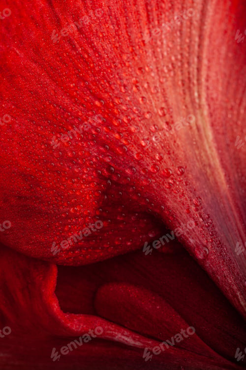 Preview: red winter christmas flower amaryllis Merry Christmas closeup