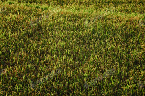 Preview: Rice field on the sunlight