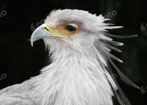 Preview: Secretary bird against black background Sagittarius serpentarius