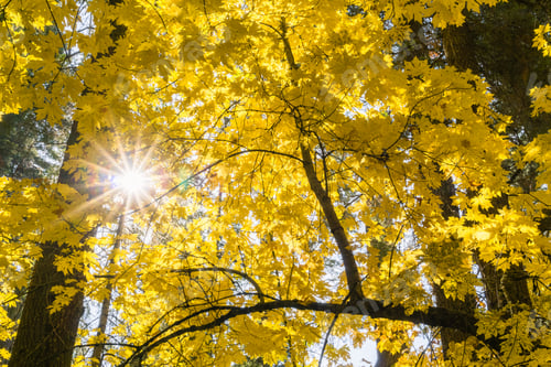 Preview: Sun shining through golden leaves