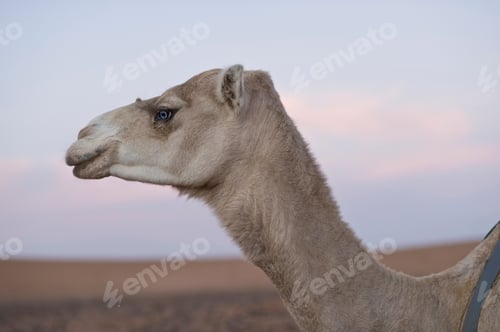 Preview: Llama walking in desert