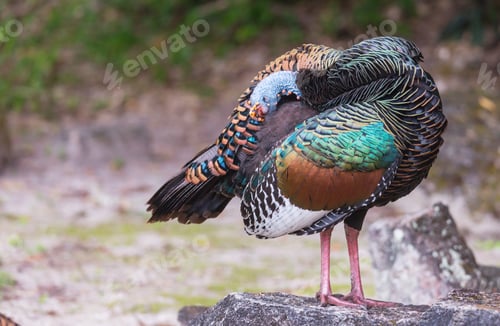 Preview: Turkey in Guatemala