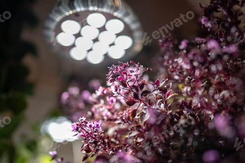 Preview: Growing Basil plants under phyto lamp at home in winter season. Additional illumination. Grow light.