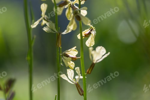 Preview: Wildflowers