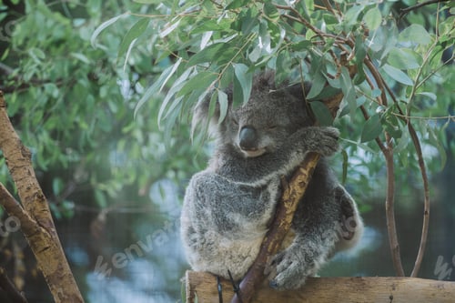 Preview: Cute koala bear snoozing on a tree branch