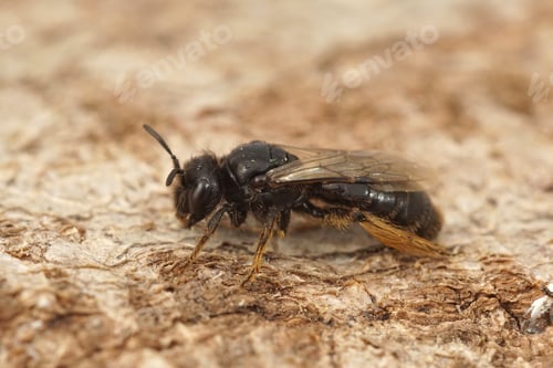 Preview: Closeup on a female small Shaggy bee, Panurgus calcaratus