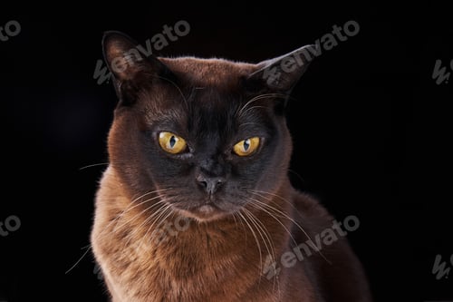 Preview: Close-up portrait of Brown Burmese Cat with yellow eyes on black background.