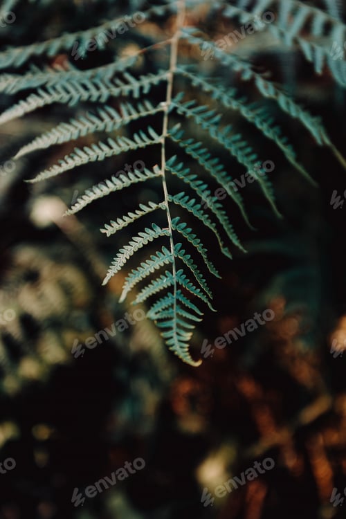 Preview: Minimalistic shot of fern in the forest