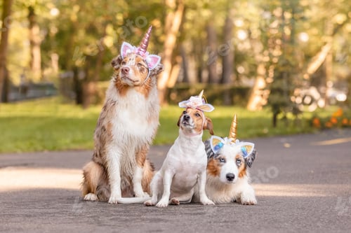 Preview: Three dogs dressed in unicorn hoops sit in the park